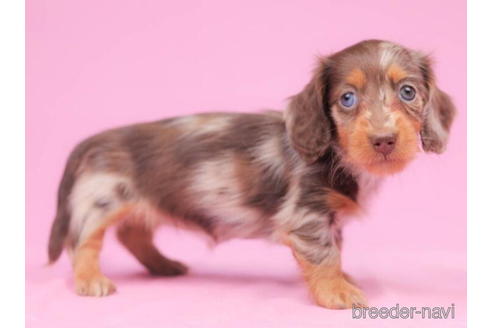 成約済の東京都のミニチュアダックスフンド(ロングヘアード)-206175の3枚目